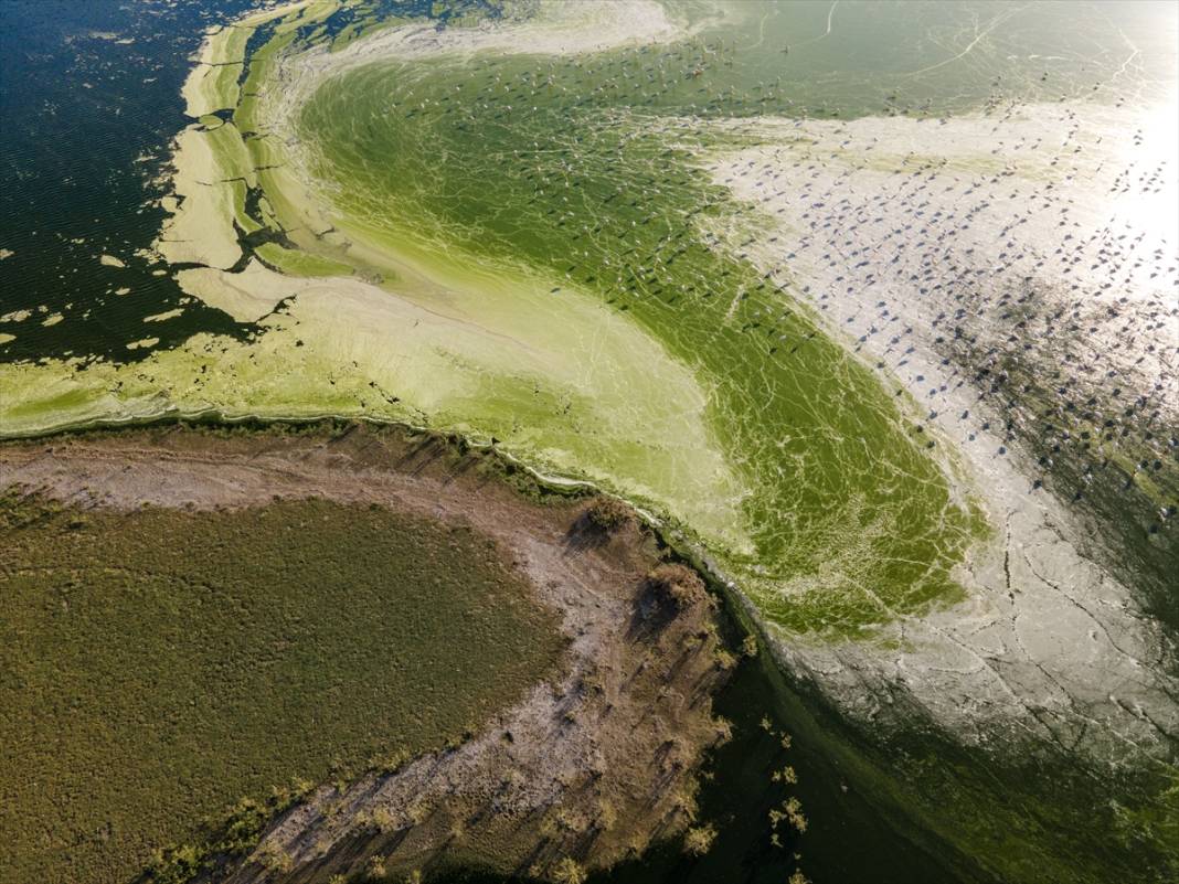 Akgöl'ün rengi alg patlamasıyla yeşile büründü 13