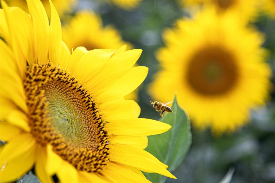 Gündöndü Konya Ovası'nı Sarıya Boyadı! 10