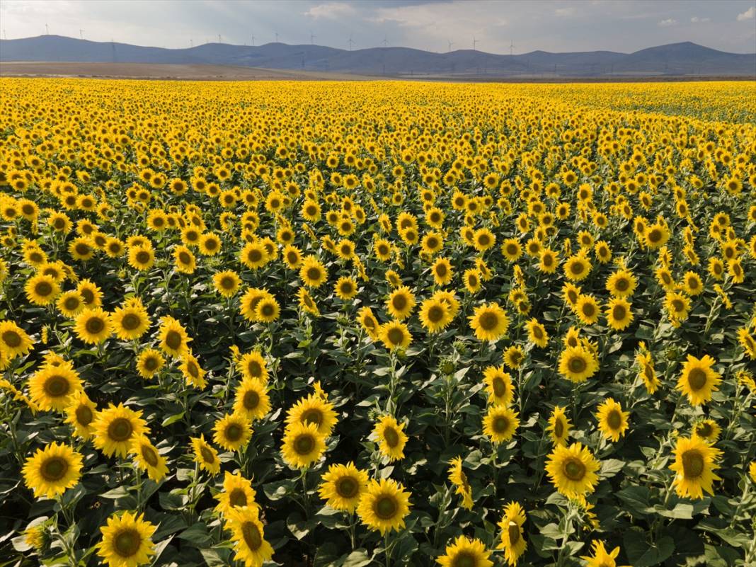 Gündöndü Konya Ovası'nı Sarıya Boyadı! 8