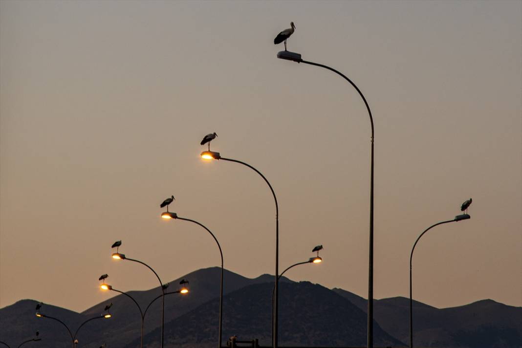 Konya'da leyleklerin göç yolculuğu sürüyor! 5