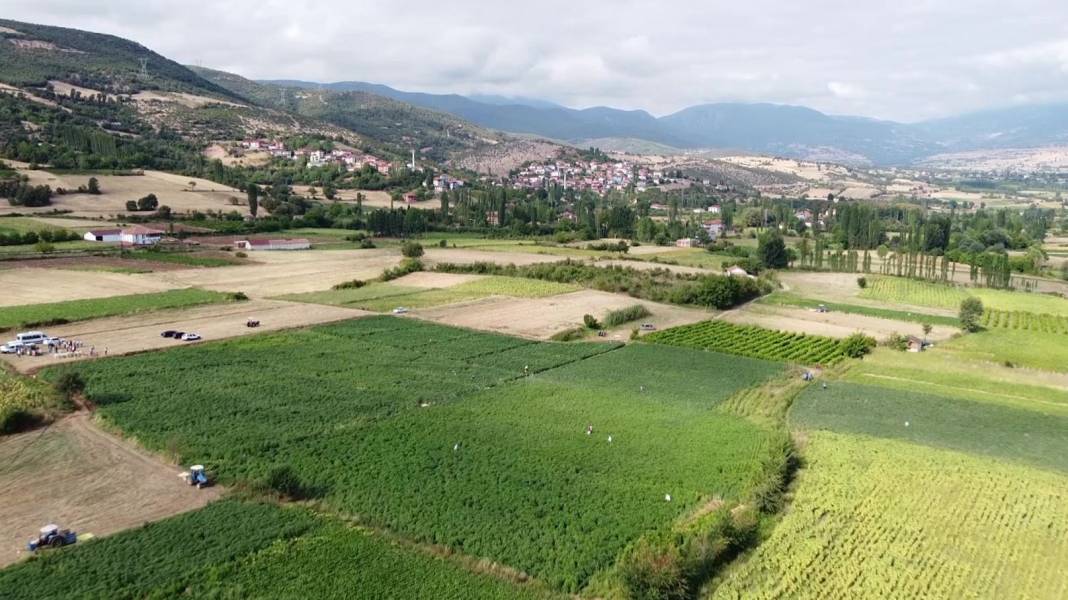 Konyalıların Vazgeçemediği Ağız Yakan Lezzet Böyle Hasat Edildi! 3