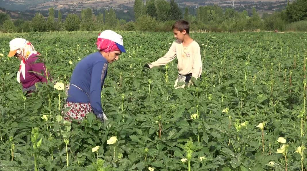 Konyalıların Vazgeçemediği Ağız Yakan Lezzet Böyle Hasat Edildi! 5