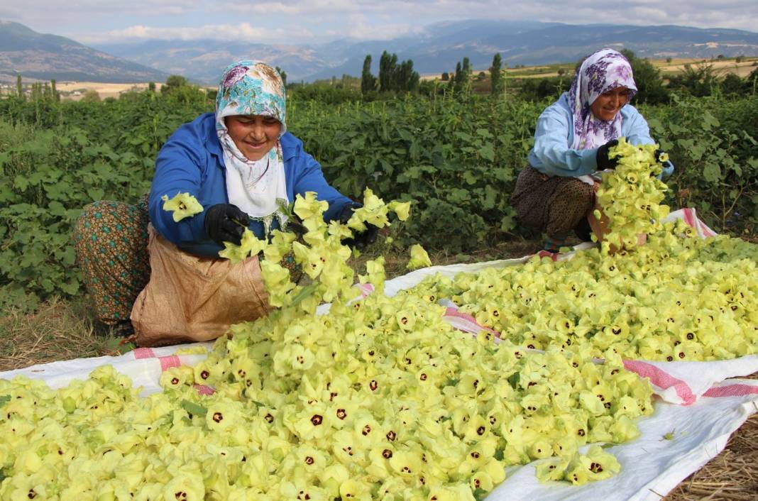 Konyalıların Vazgeçemediği Ağız Yakan Lezzet Böyle Hasat Edildi! 6