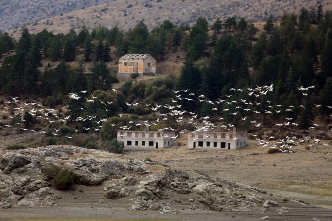 Pelikanların Sıradaki Durağı Konya Oldu! 1