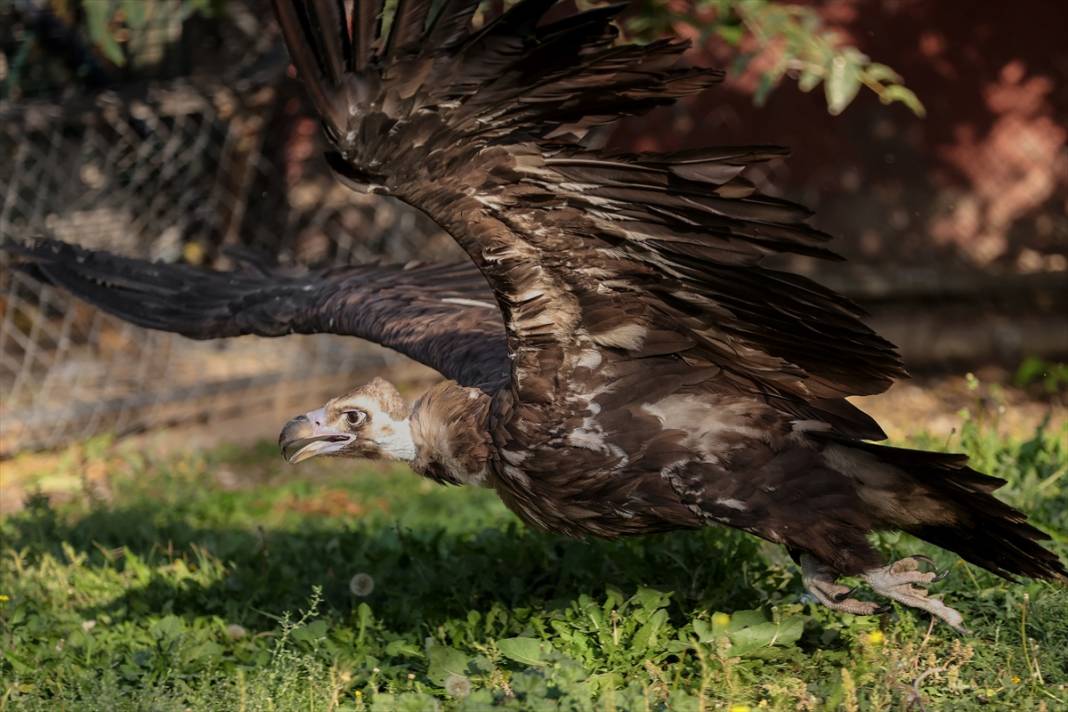 Konya’da Yırtıcı Kuşların Göç Hazırlığı! 2