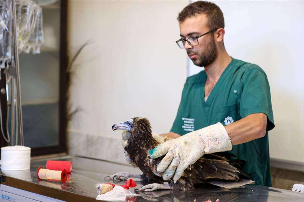 Konya’da Yırtıcı Kuşların Göç Hazırlığı! 14