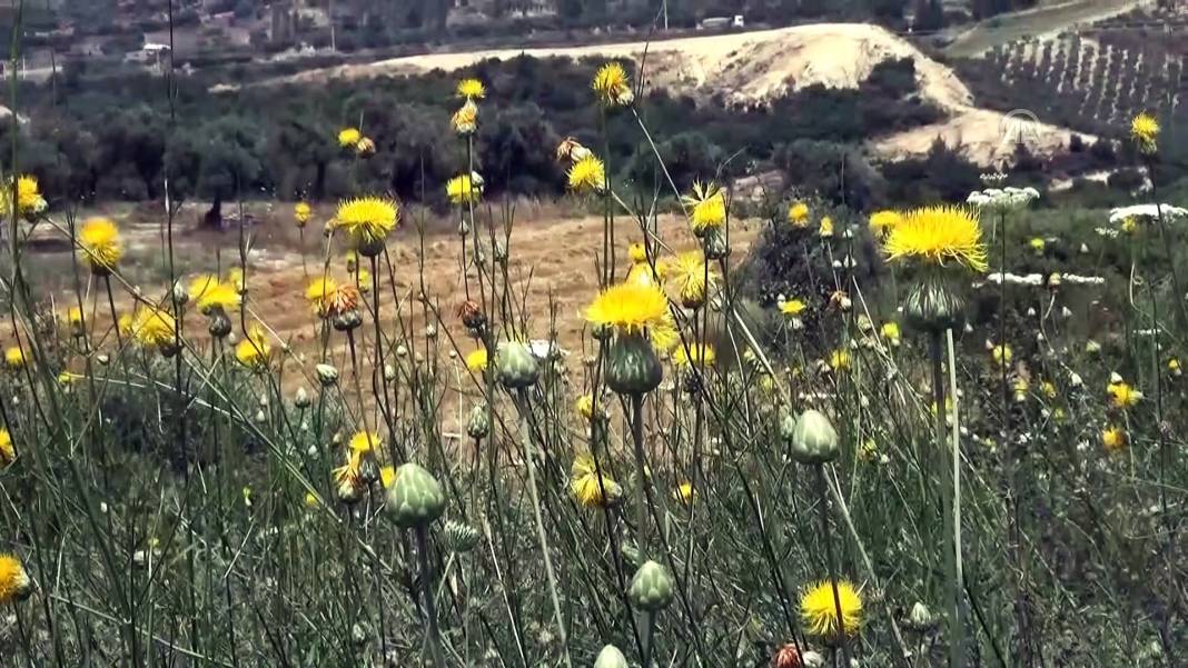Doğa Katliamına Geçit Yok: Bu Endemik Çiçekleri Koparana Yarım Milyon Lira Ceza! 3