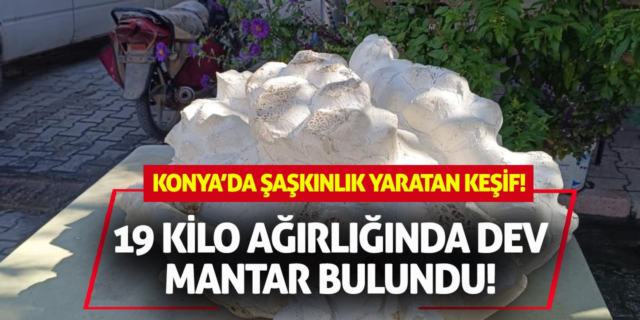 Konya’da Şaşkınlık Yaratan Keşif: 19 Kilo Ağırlığında Dev Mantar Bulundu!