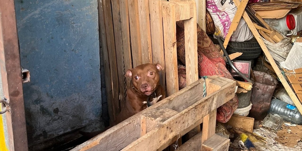 Konya'da Yasaklı ırk köpek besleyen 3 kişiye 44 bin 946 lira para cezası kesildi