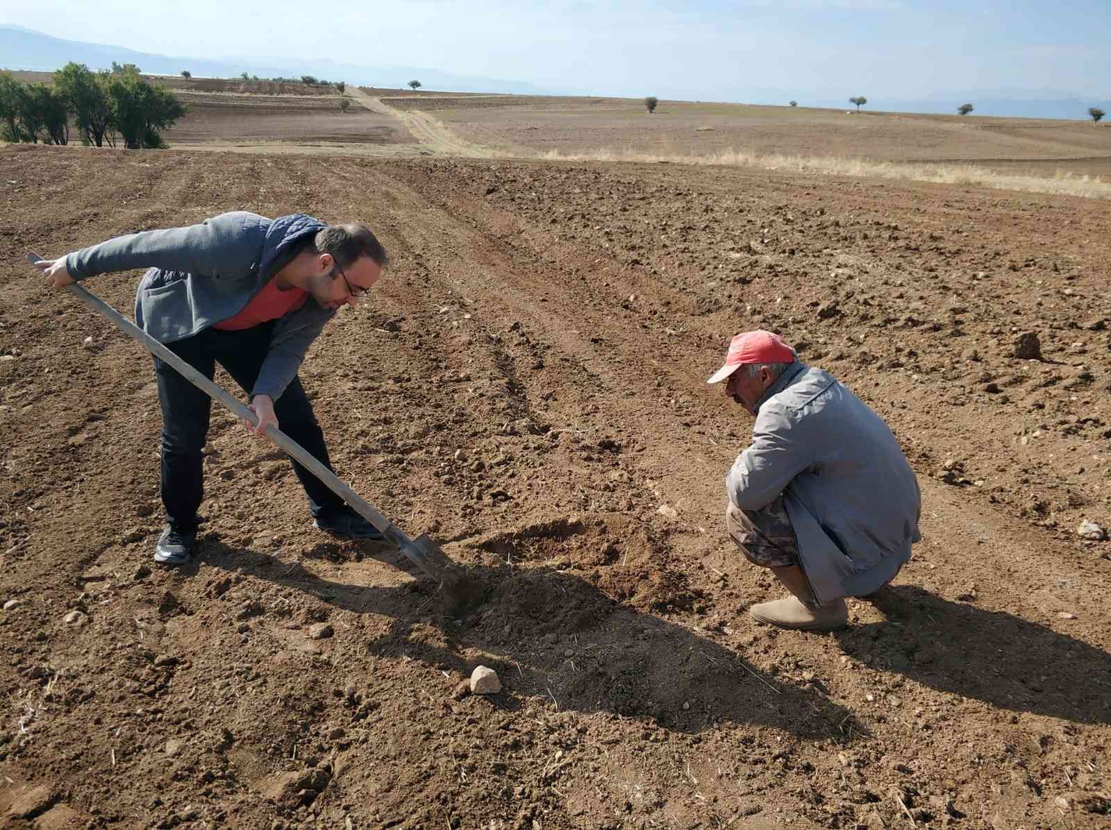 Konya'da ekin kambur böceği araştırması