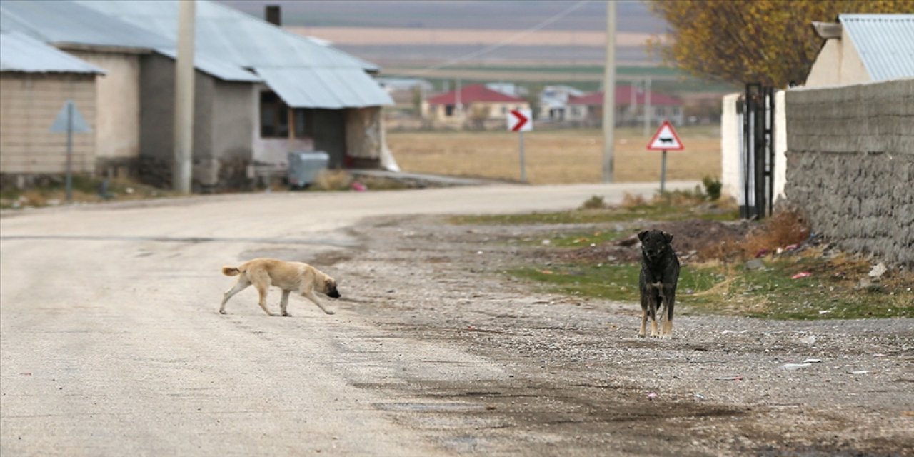 Arslan: Sahipsiz köpekler toplum sağlığı sorunu olmaya başladı