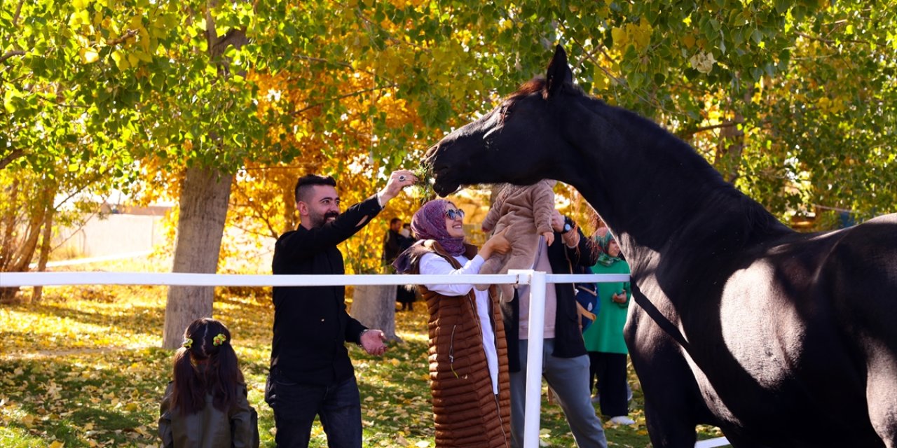 Konya'daki yarış atı yetiştirme çiftlikleri fazlasıyla ziyaretçi çekiyor