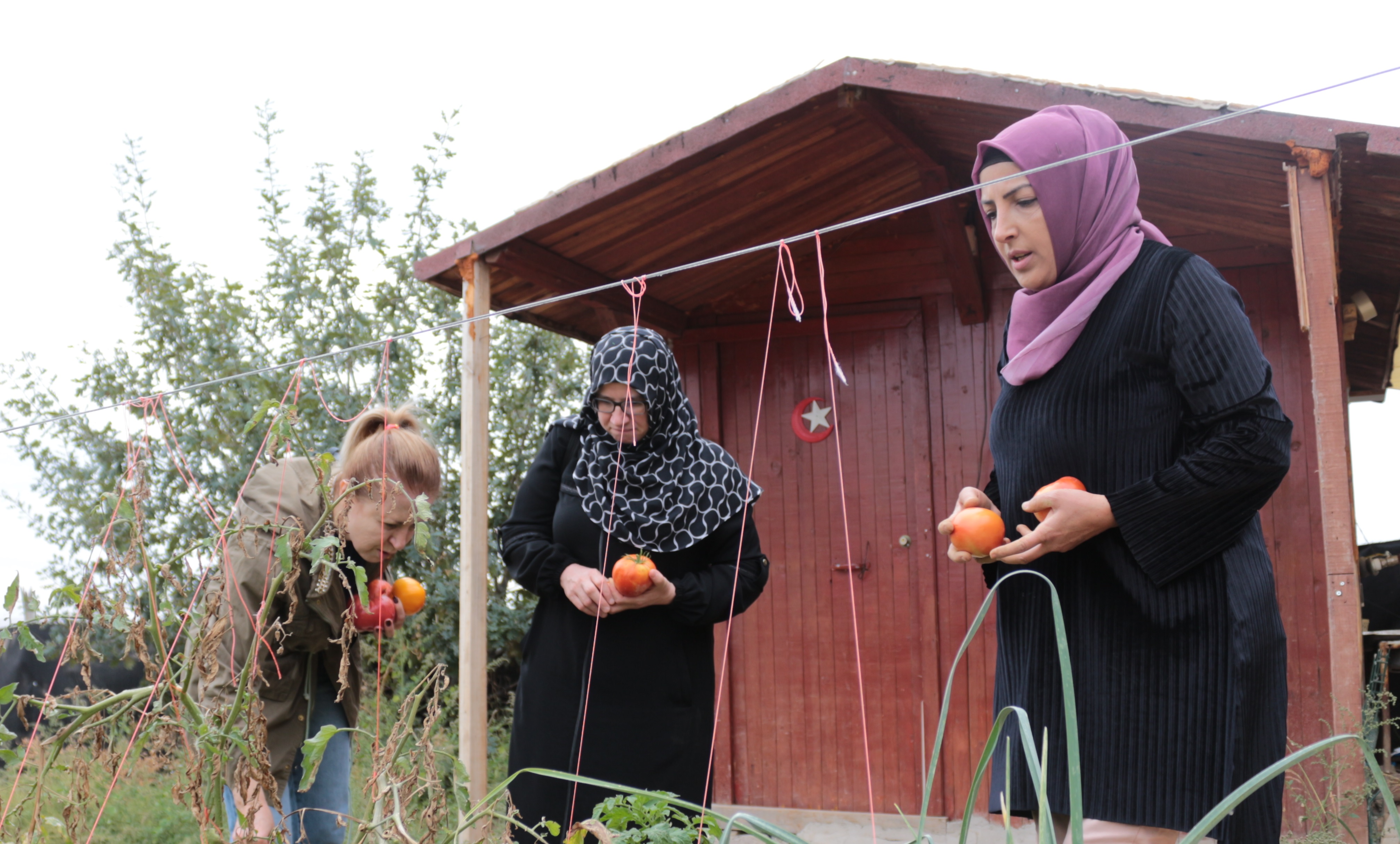 Evinin bahçesinde "ata tohumu" yetiştiren kadın girişimci kooperatif kurdu