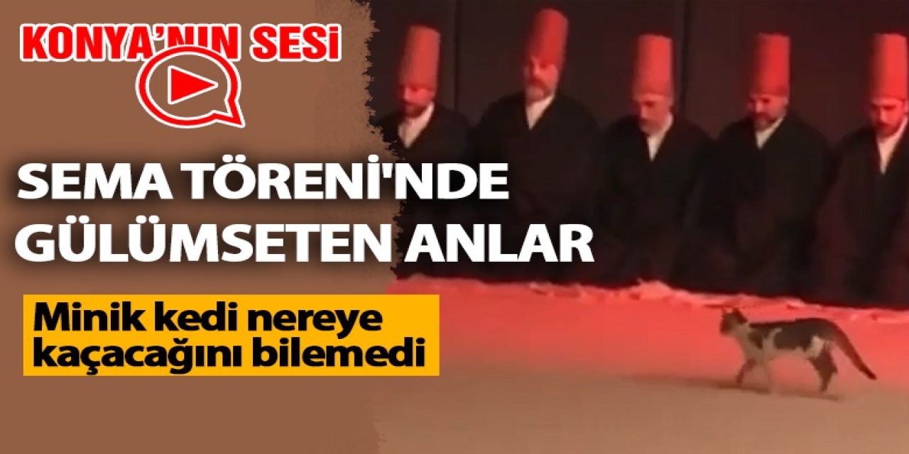 Sema Töreni'nde gülümseten anlar! Minik kedi nereye kaçacağını bilemedi