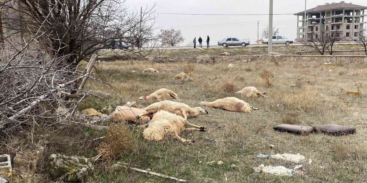 Konya’da otlayan 50’dan fazla koyun telef oldu