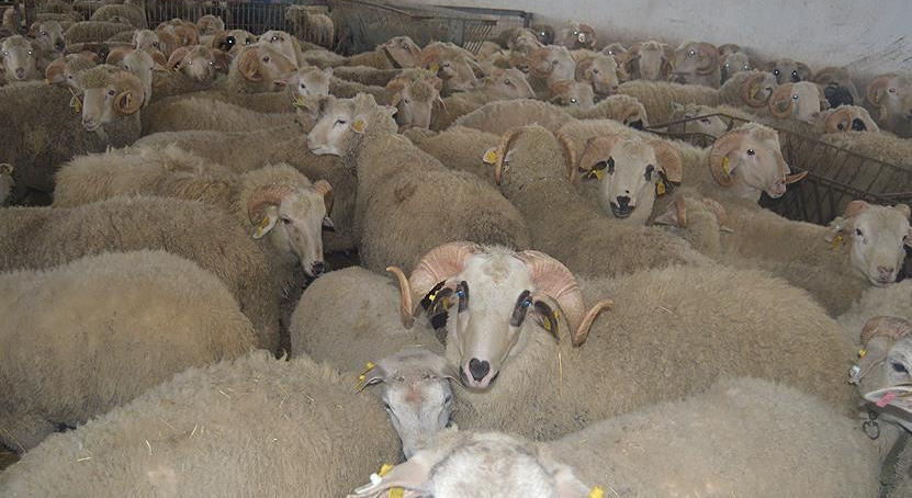 İşte Konya'da O Canlı Hayvan Pazarı... Salgın Nedeniyle Kapatıldı!