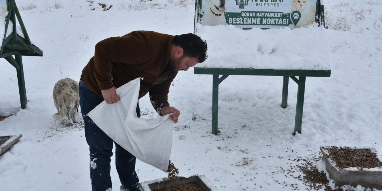 Karatay Belediyesi sokak hayvanlarını unutmadı