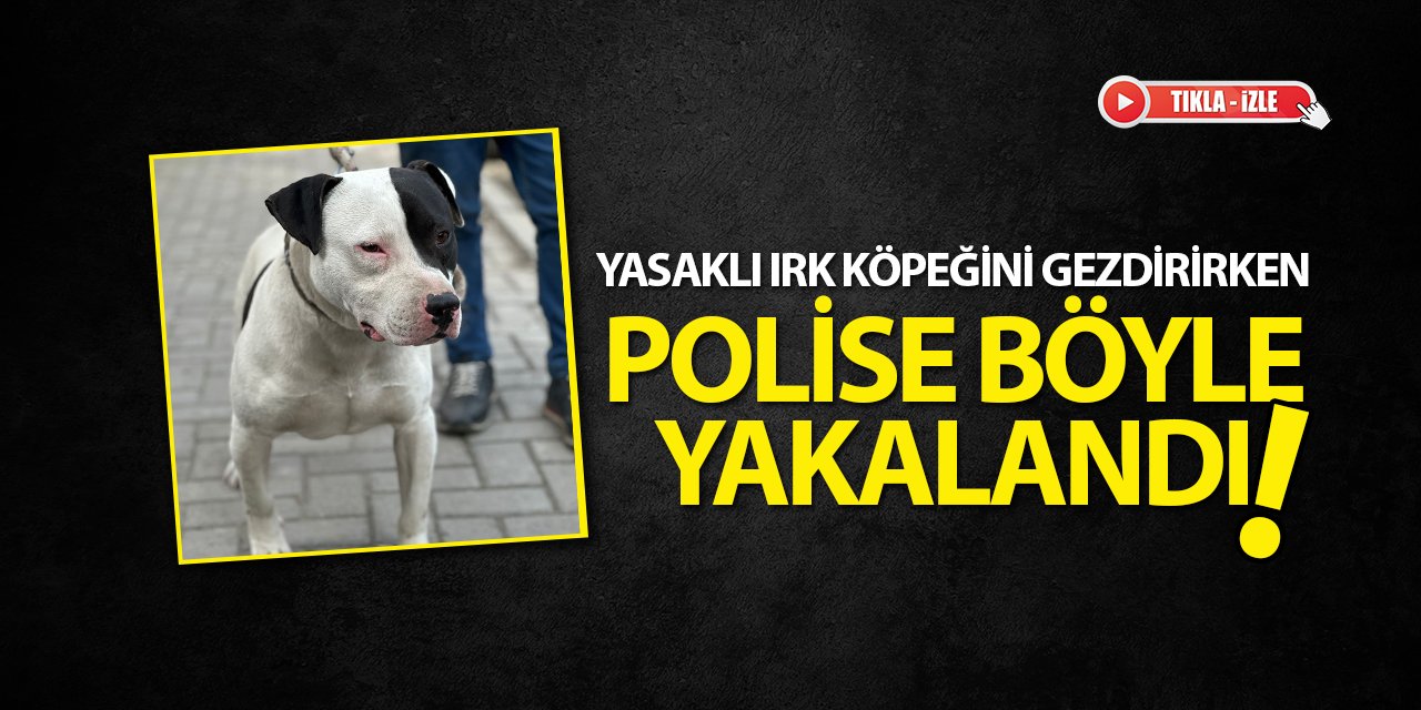 Konya'da yasaklı ırk köpeğini gezdirirken polise böyle yakalandı (Tıkla-İzle)