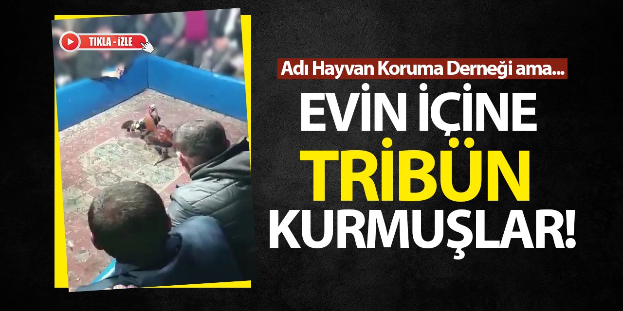 Adı Hayvan Koruma Derneği ama... Konya'da evin içine tribün kurmuşlar!