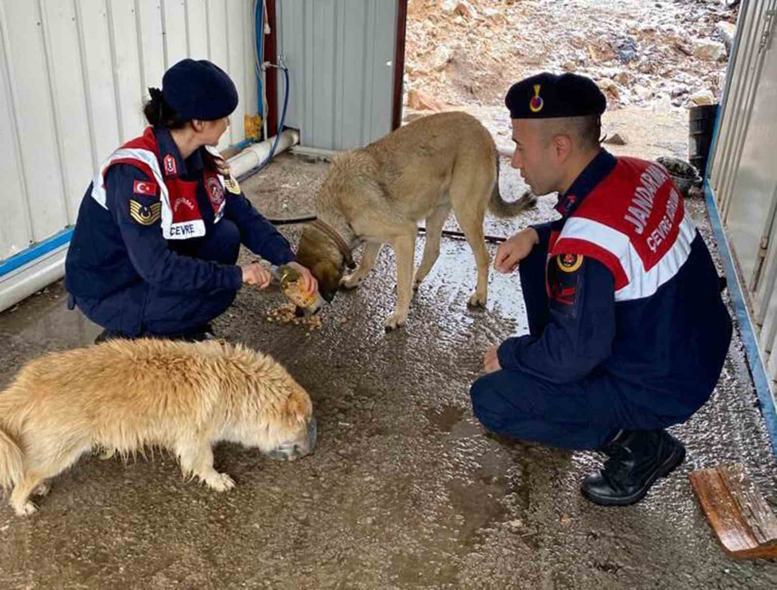 Jandarma sokak hayvanlarını elleri ile besledi