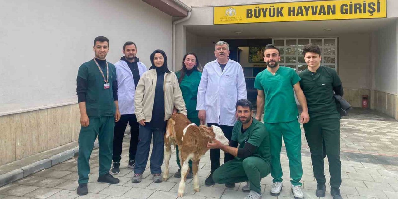 Sindirim sistemi problemi yaşayan 2 günlük buzağı sağlığına kavuşturuldu