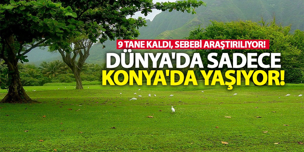 Dünya'da Sadece Konya'da Yaşıyor! İşte O Canlıdan 9 Tane Kaldı...