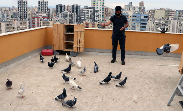 Kuş besleyenlerde 'akciğer hastalığı' gelişebilir!