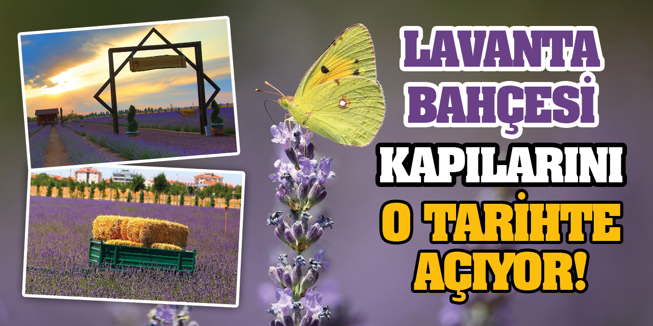 Lavanta Bahçesi Kapılarını O Tarihte Açıyor!