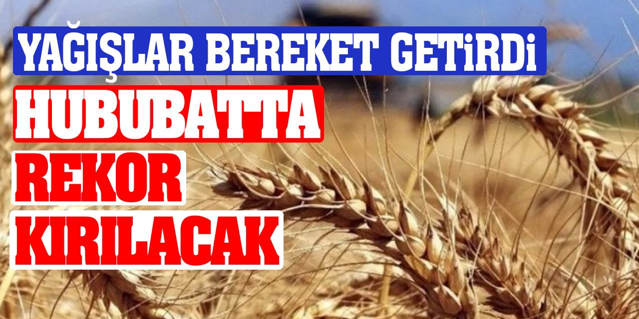 Yağışlar bereket getirdi! Hububatta rekor kırılacak