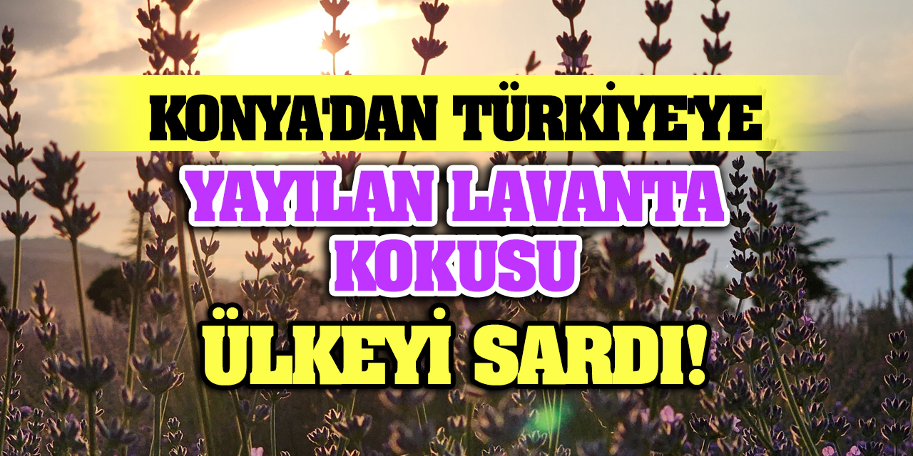 Konya'dan Türkiye'ye Yayılan Lavanta Kokusu Ülkeyi Sardı!