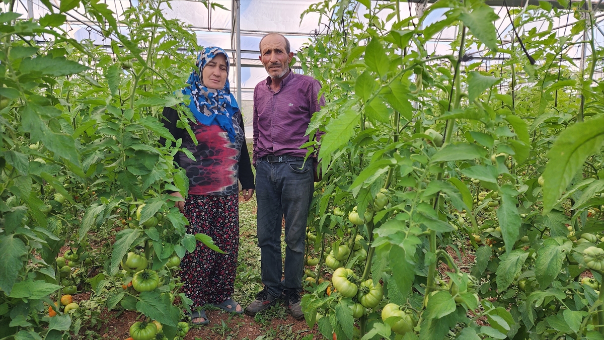 Konya'da hibe ile sera kurdular, siparişlere yetişemiyorlar