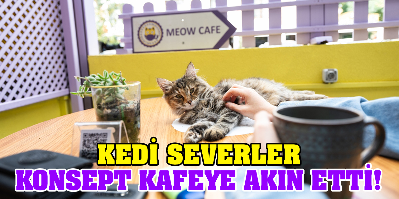 Kedi severler konsept kafeye akın etti!