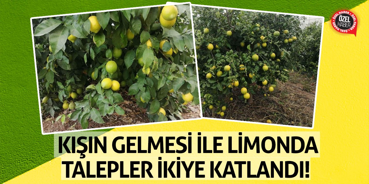 Kışın Gelmesi İle Limonda Talepler İkiye Katlandı!