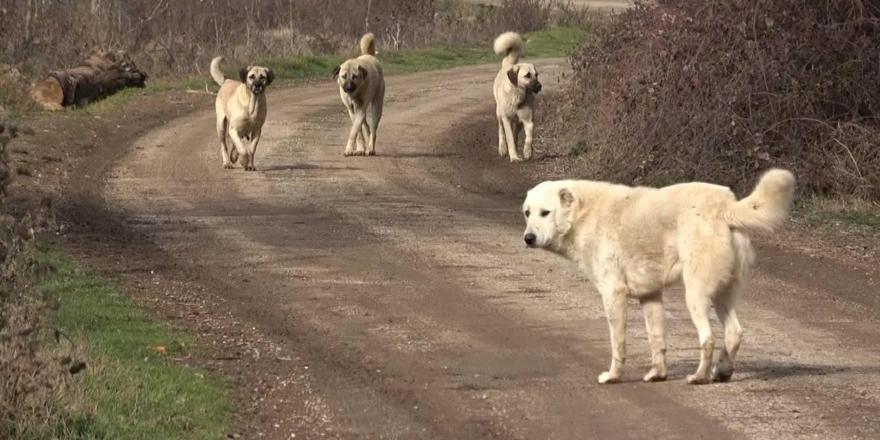 Sahipsiz köpeklerin saldırdığı kişi yaralandı