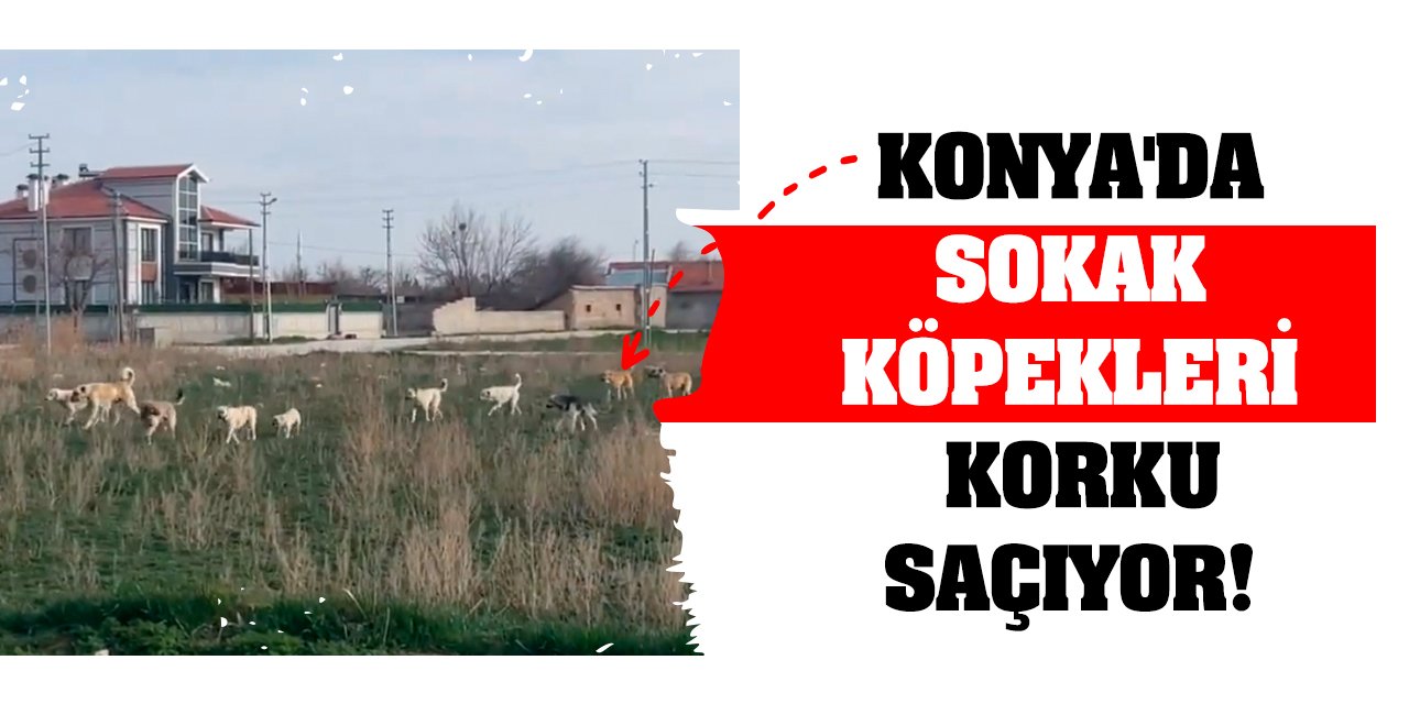 Konya'da sokak köpekleri korku saçıyor!