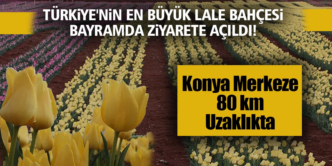 Türkiye'nin en büyük lale bahçesi bayramda ziyarete açıldı! Konya Merkeze 80 km uzaklıkta