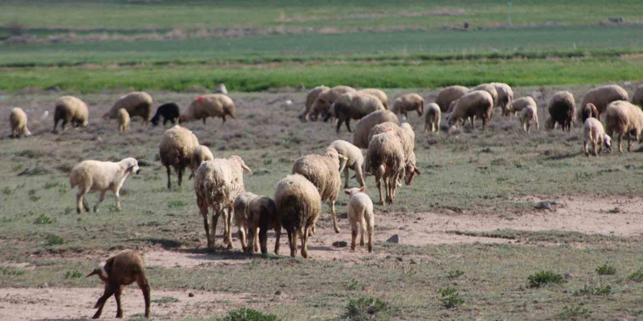 Konya'da havalar ısındı koyunlar meralara çıktı