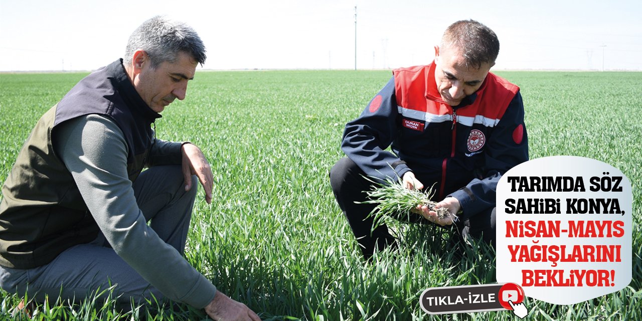 Tarımda söz sahibi Konya, Nisan-Mayıs yağışlarını bekliyor!