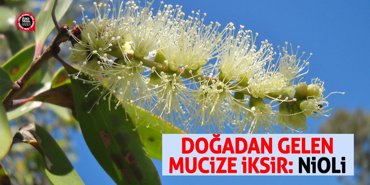 Doğadan Gelen Mucize İksir: Nioli