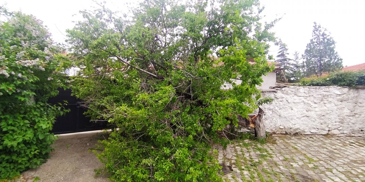 Şiddetli rüzgar Konya'da ağacı devirdi