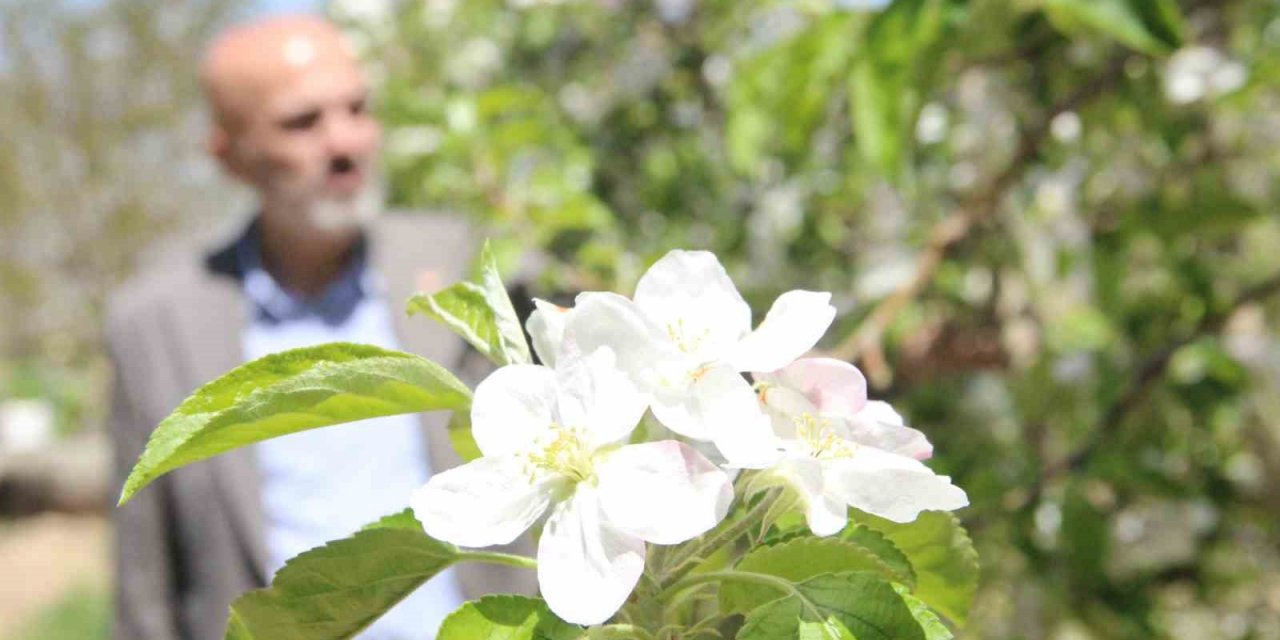Karaman’da 15 milyon elma ağacı aynı anda çiçek açtı