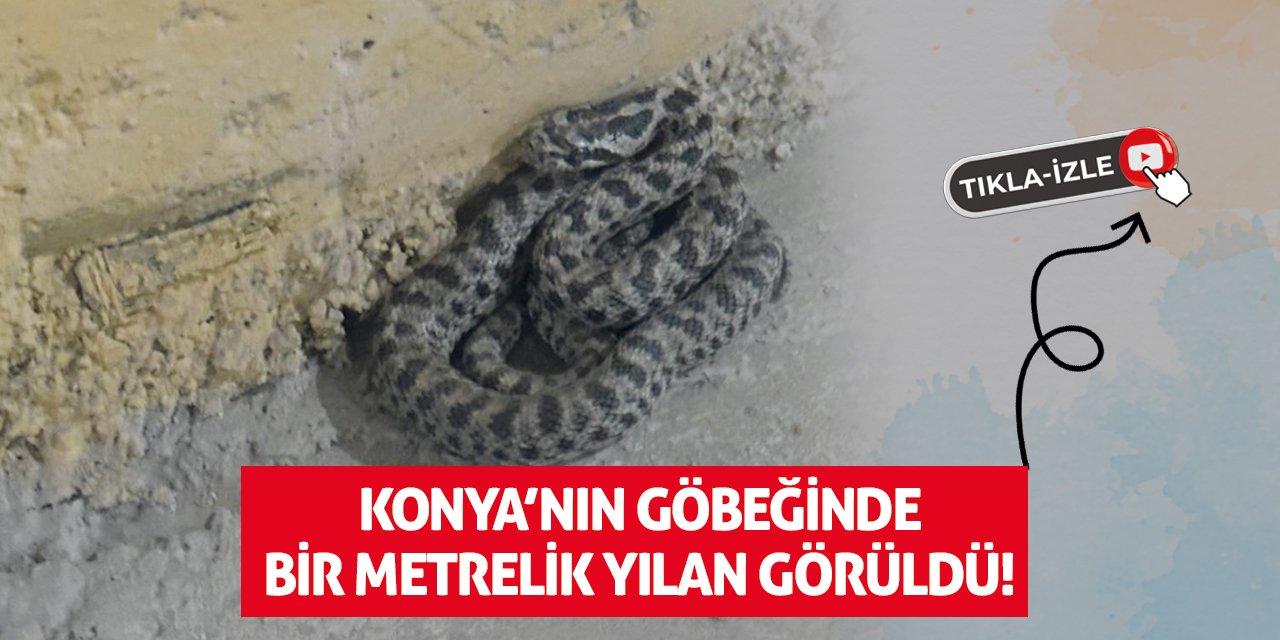 Konya'nın göbeğinde bir metrelik yılan görüldü!