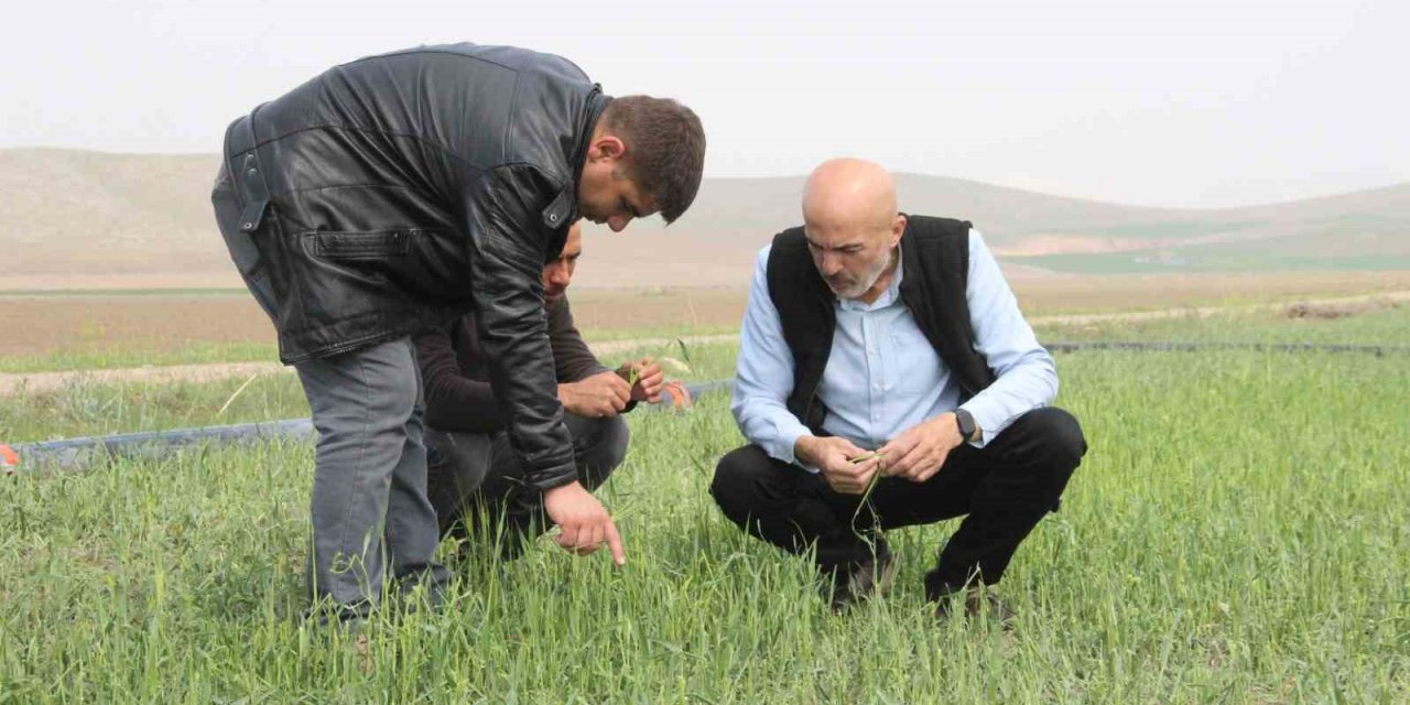 Karaman’da aniden yağan dolu ekili arazilerde zarara yol açtı