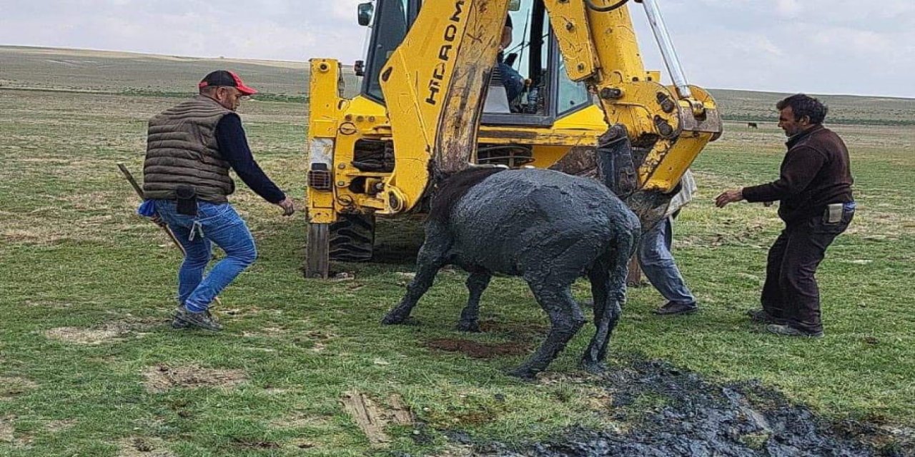 Konya'da çamura batan inek iş makinesiyle kurtarıldı