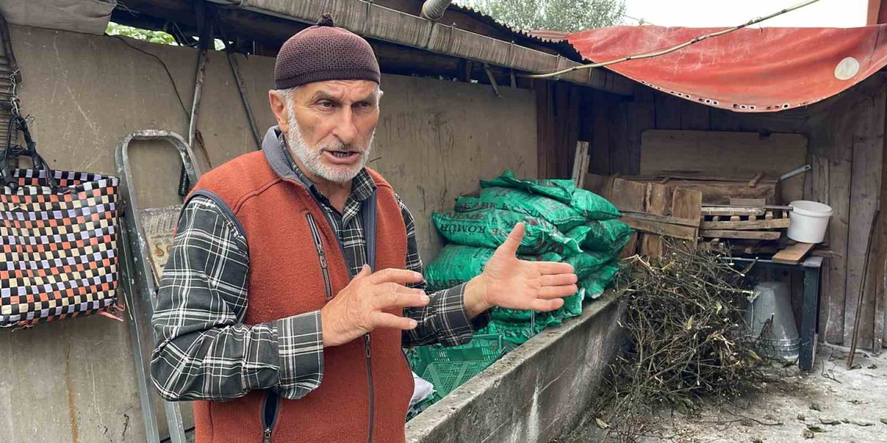 Sokak köpekleri ilçe sakinlerinin hayvanlarını telef etti