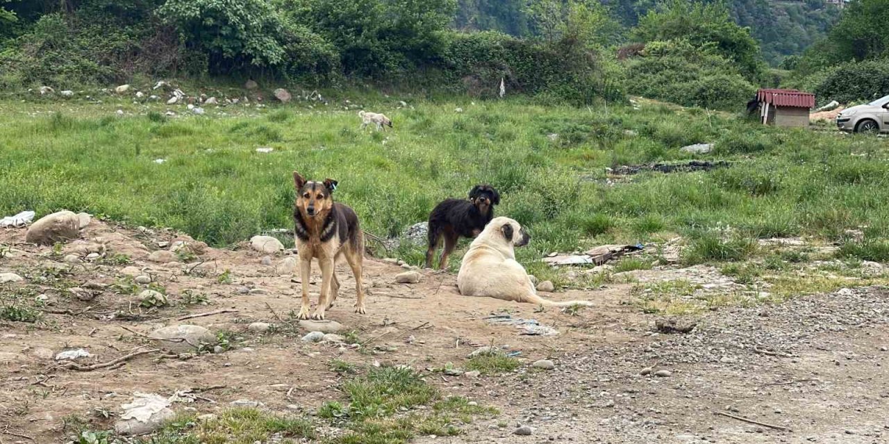 Tarım ve Orman Bakanı Yumaklı'dan sahipsiz köpeklerle ilgili açıklama!