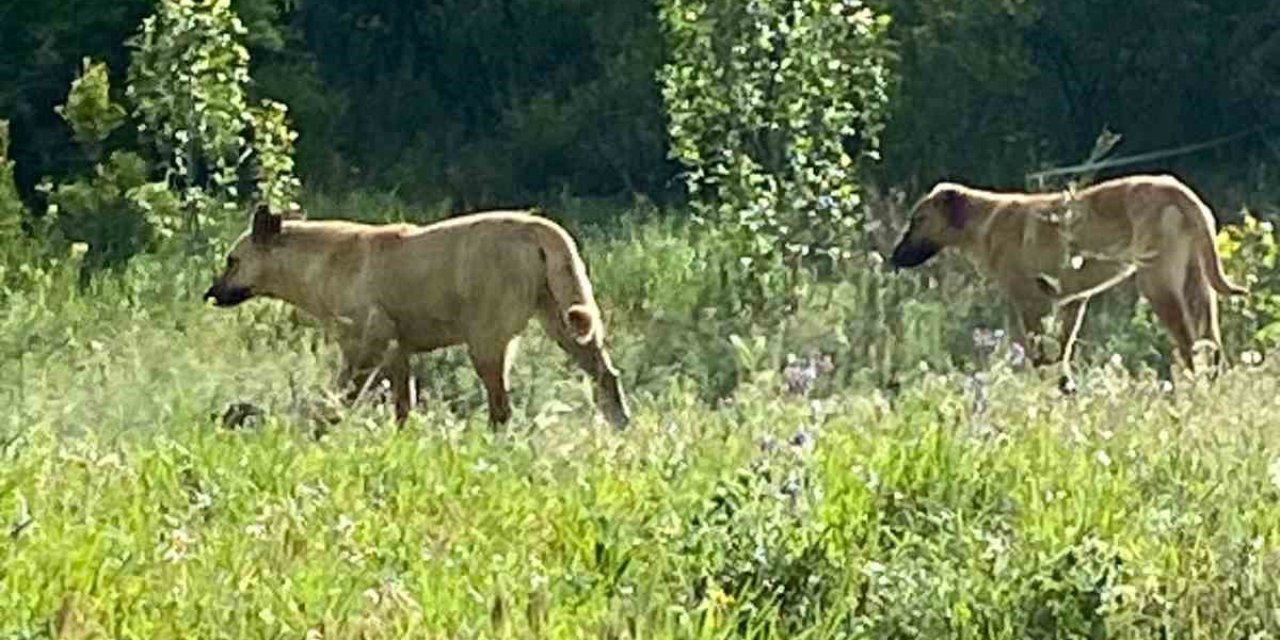 Sokak köpekleri atlara saldırdı