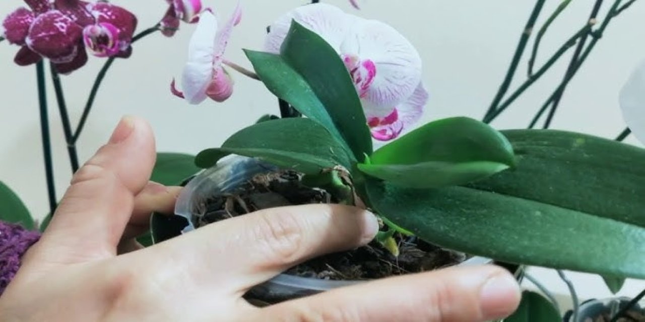 Orkide daha sağlıklı nasıl büyür? Evde orkide bakarken bilmeniz gereken 5 şey