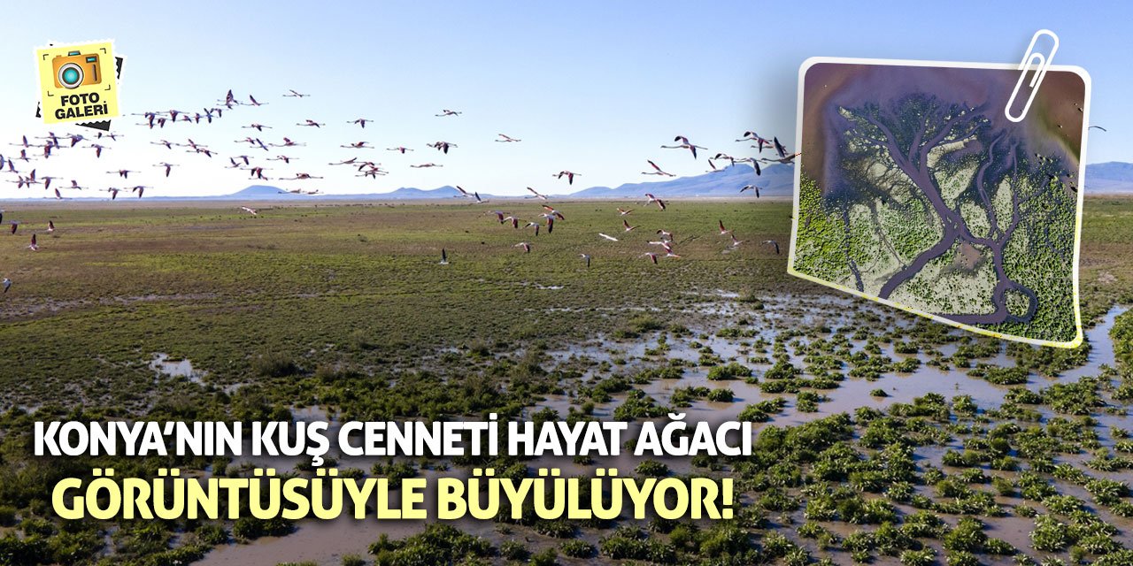 Konya’nın Kuş Cenneti Hayat Ağacı Görüntüsüyle Büyülüyor!