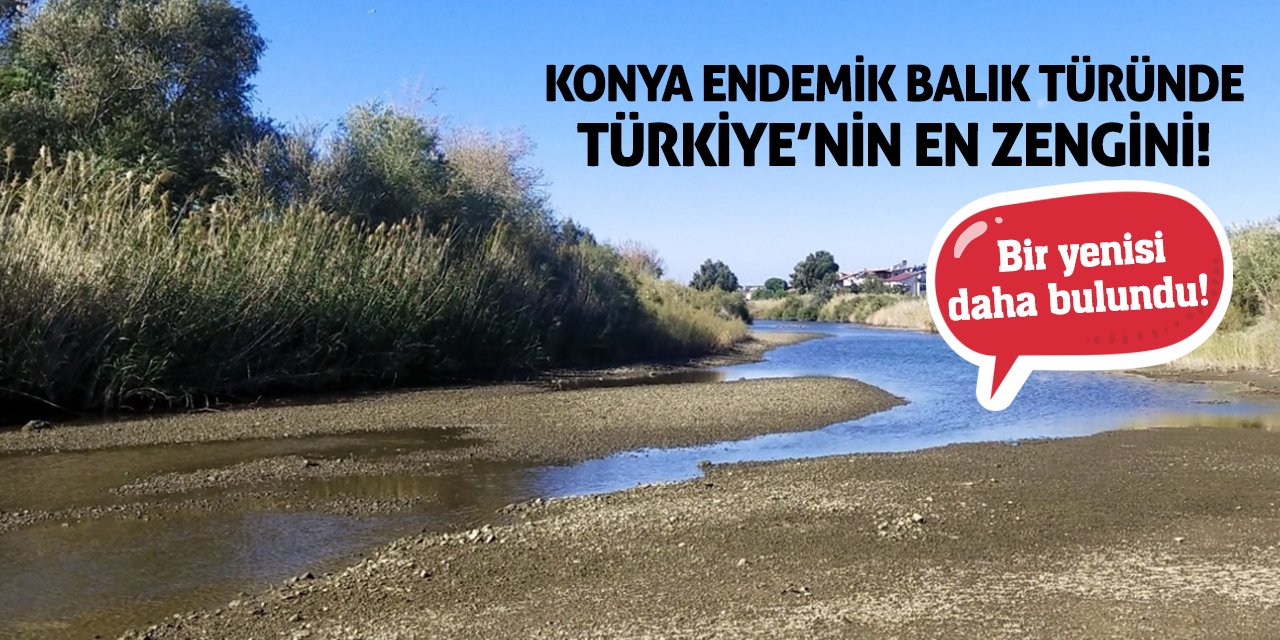 Konya Endemik Balık Türünde Türkiye’nin En Zengini!  Bir Yenisi Daha Bulundu!